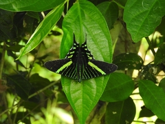Urania fulgens