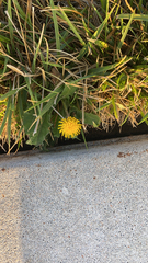 Taraxacum officinale