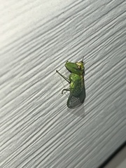 Zeugomantispa minuta