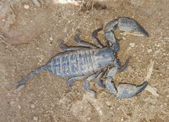 Opisthacanthus