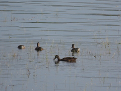 Anas platyrhynchos platyrhynchos