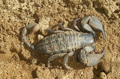 Opisthacanthus