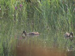 Anas platyrhynchos platyrhynchos