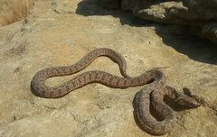 Dasypeltis scabra