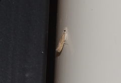 Parapediasia teterrellus