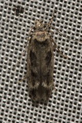 Caryocolum fischerella