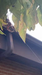 Neoscona domiciliorum