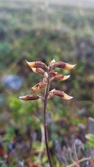 Pedicularis lapponica