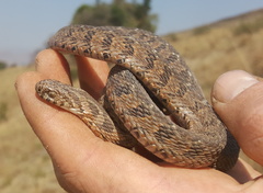 Dasypeltis scabra