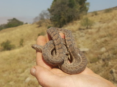 Dasypeltis scabra