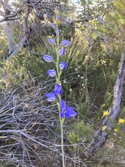Thelymitra ixioides
