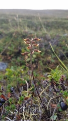 Pedicularis lapponica