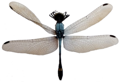 Micrathyria schumanni