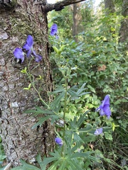 Aconitum napellus