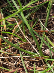 Propylea quatuordecimpunctata