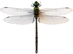 Coryphaeschna adnexa