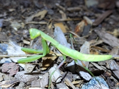 Mantis religiosa