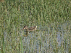 Anas platyrhynchos platyrhynchos