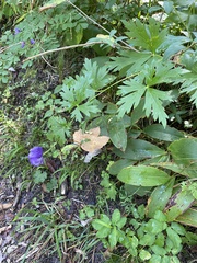 Aconitum napellus