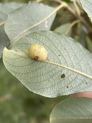 Euura pedunculi