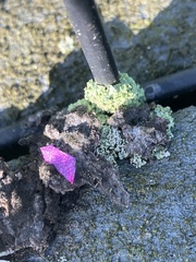 Tubifera ferruginosa