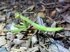 Mantis religiosa
