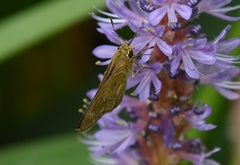 Pelopidas mathias