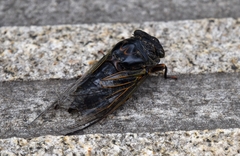 Cryptotympana atrata