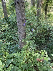 Aconitum napellus