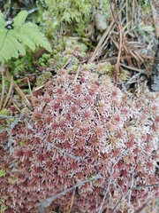 Sphagnum