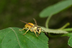 Vespa bicolor
