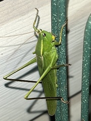 Neoconocephalus retusus
