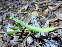Mantis religiosa