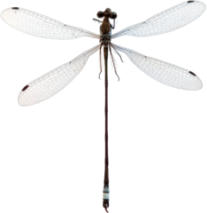 Lestes forficula