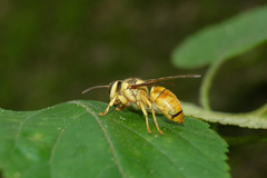 Vespa bicolor