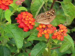 Junonia lemonias