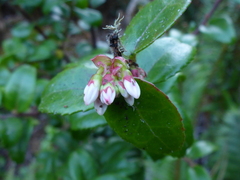 Vaccinium ovatum