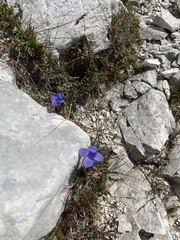 Gentianopsis ciliata
