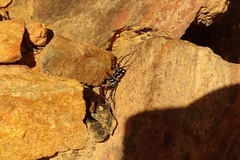 Nyssus coloripes