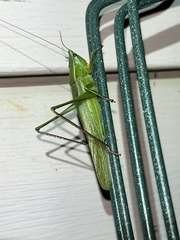 Neoconocephalus retusus