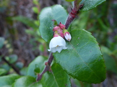 Vaccinium ovatum