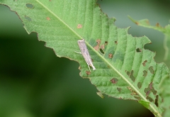 Parapediasia teterrellus