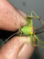 Neoconocephalus retusus