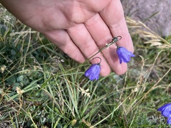 Campanula rotundifolia
