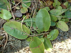 Epigaea repens