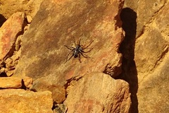 Nyssus coloripes