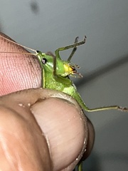 Neoconocephalus retusus