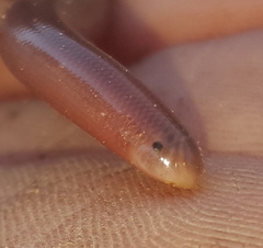 Afrotyphlops bibronii