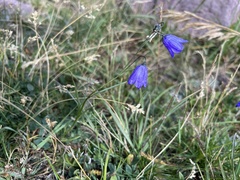 Campanula rotundifolia