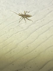 Stenodema trispinosum